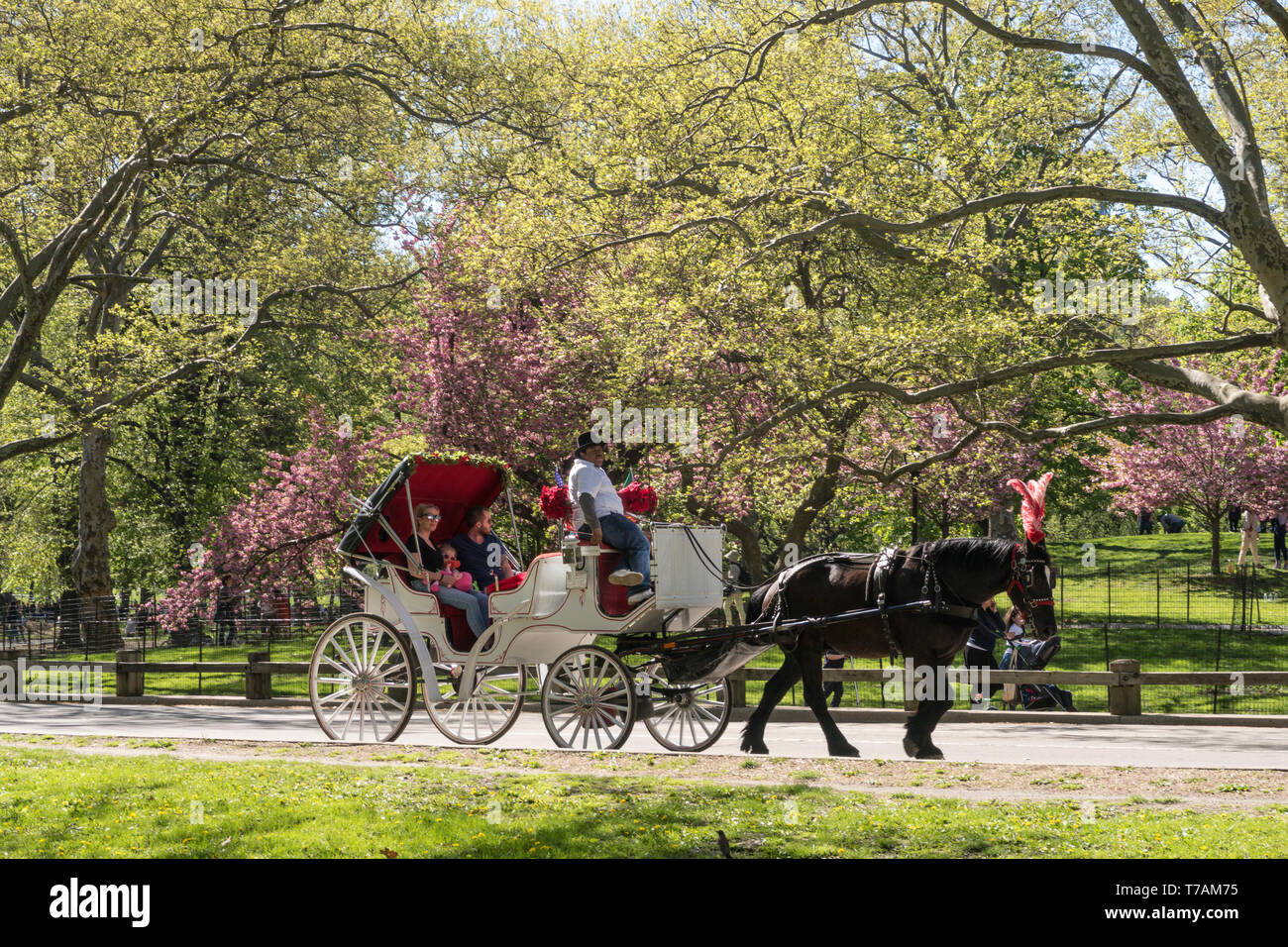 New york city central park horse carriage rides hi-res stock ...