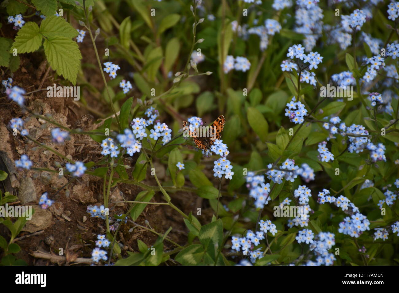 Fruhling Jahreszeit Blume Blumen Bluhen Wachsen Gedeihen