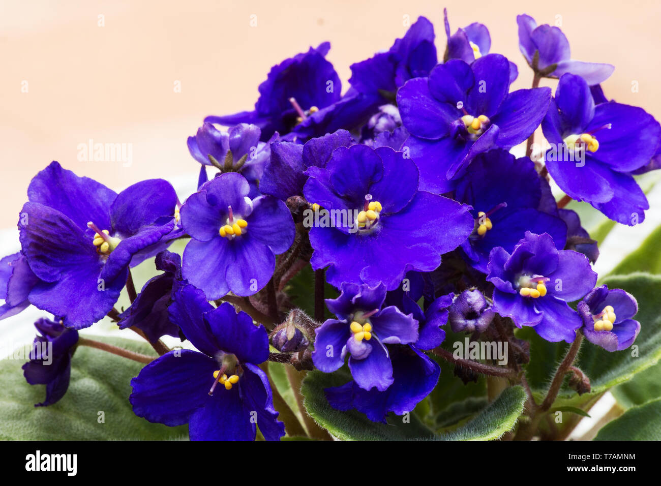 African violet flowers Stock Photo Alamy