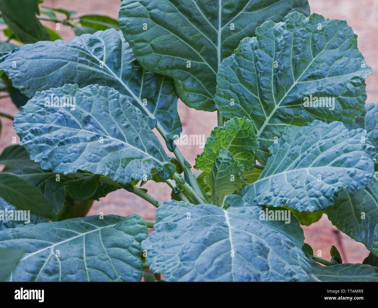 Collard green plants Stock Photo - Alamy