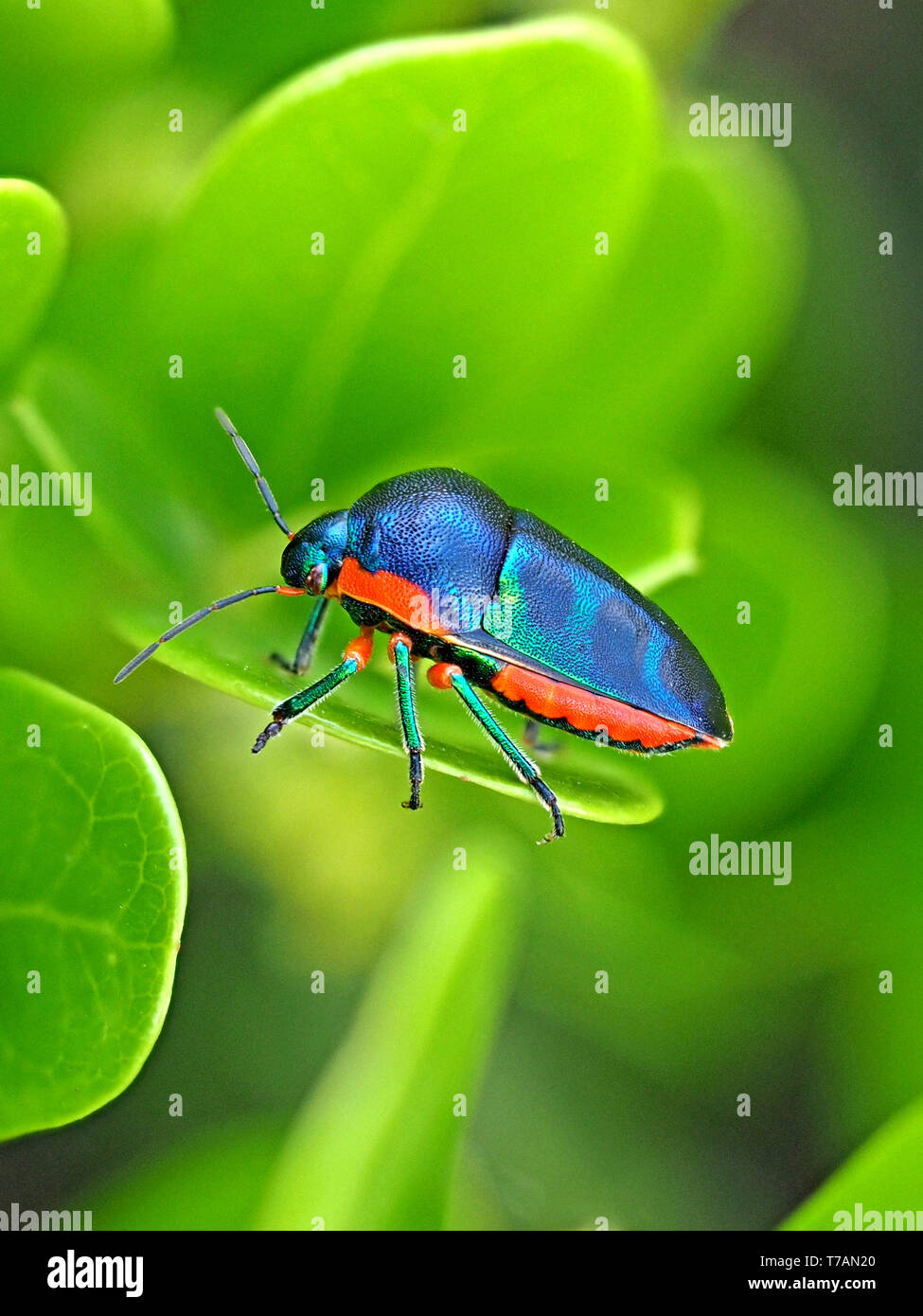 dazzling iridescent green red & blue colours of Rainbow Shield Bug (Calidea dregii) on green leaf with green background in Watamu, Kenya coast, Africa Stock Photo