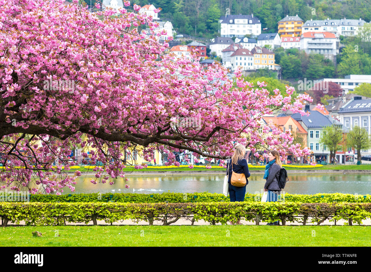 Two women talking with a cherry blossom tree in background by Lille
