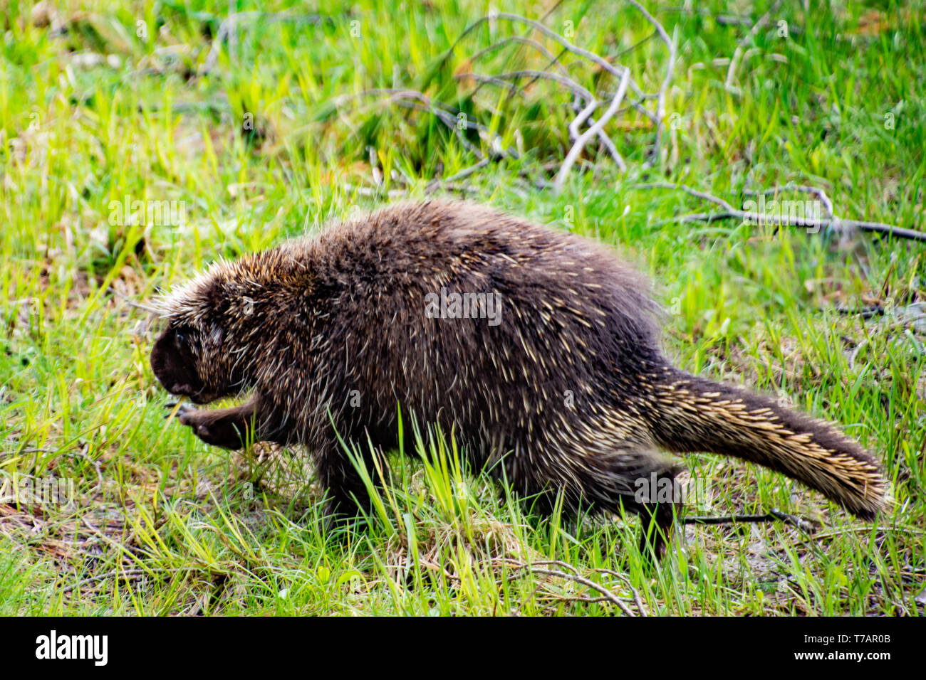 A North American porcupine, Erethizon dorsatum, wandering through the Adirondack Mountains, NY USA wilderness. Stock Photo