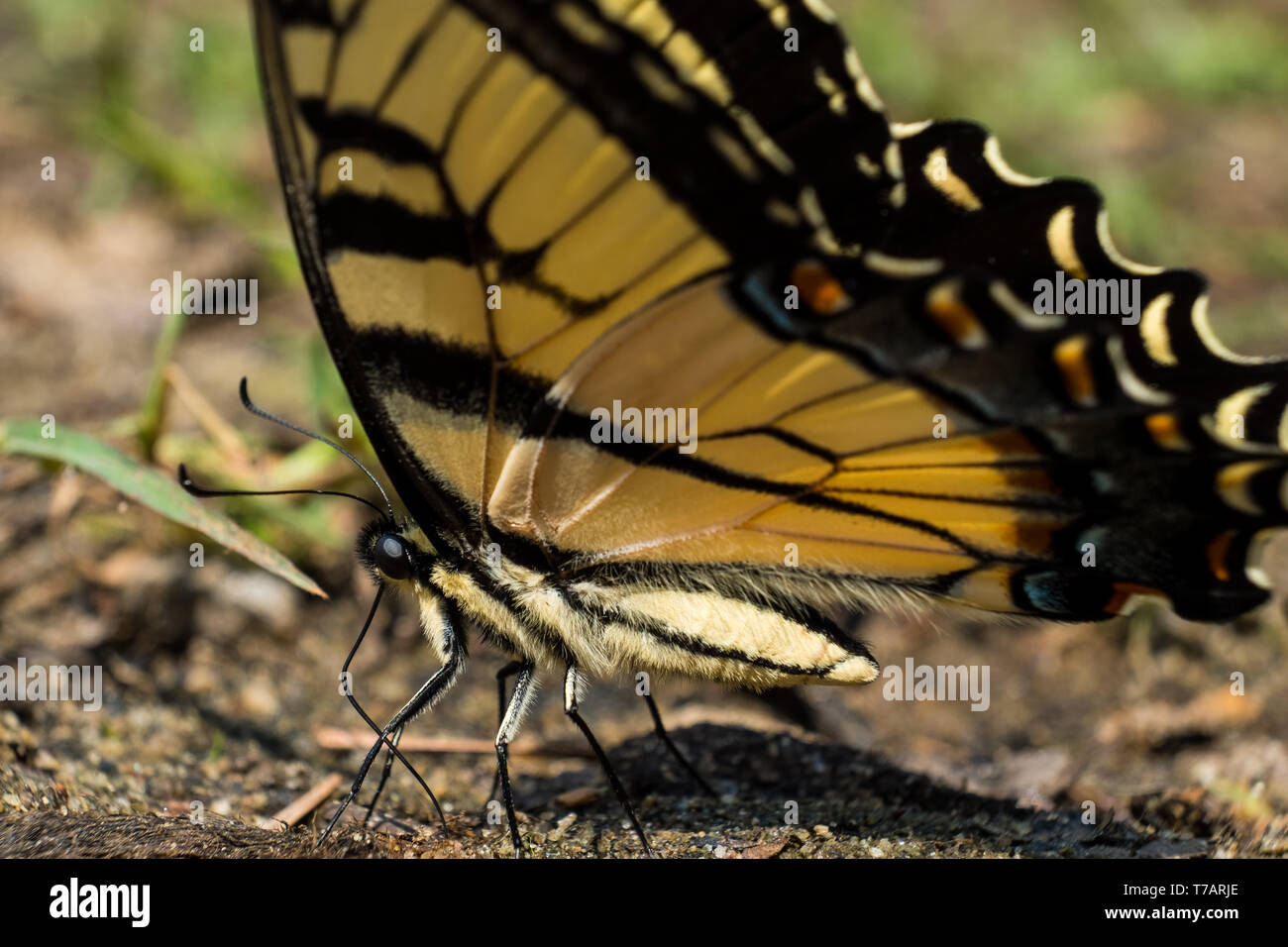 An eastern tiger swallowtail ingests nutrients from the soil during
