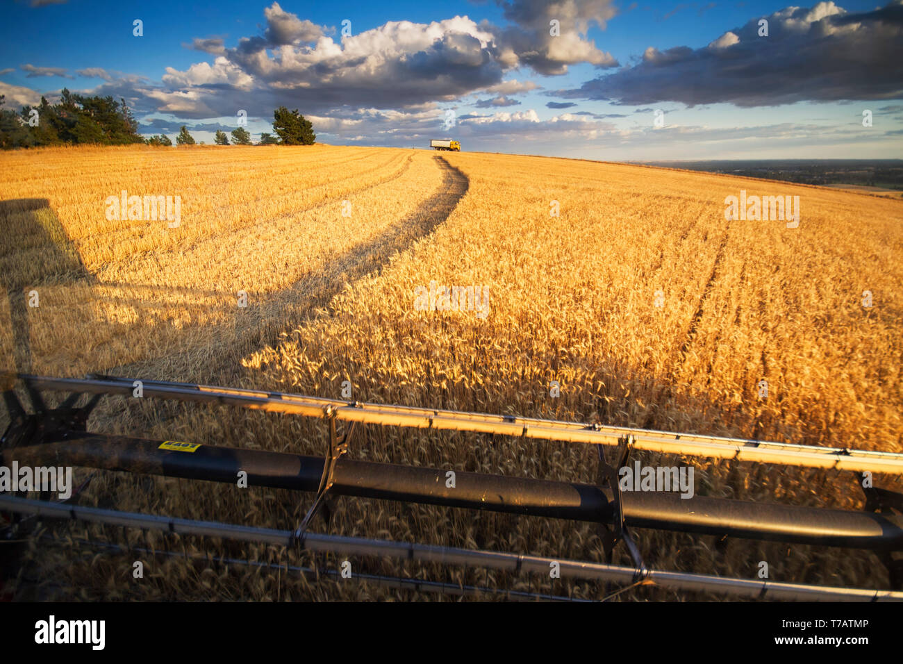 A POV look from a combine during Harvest in the Palouse of Eastern Washington. Stock Photo