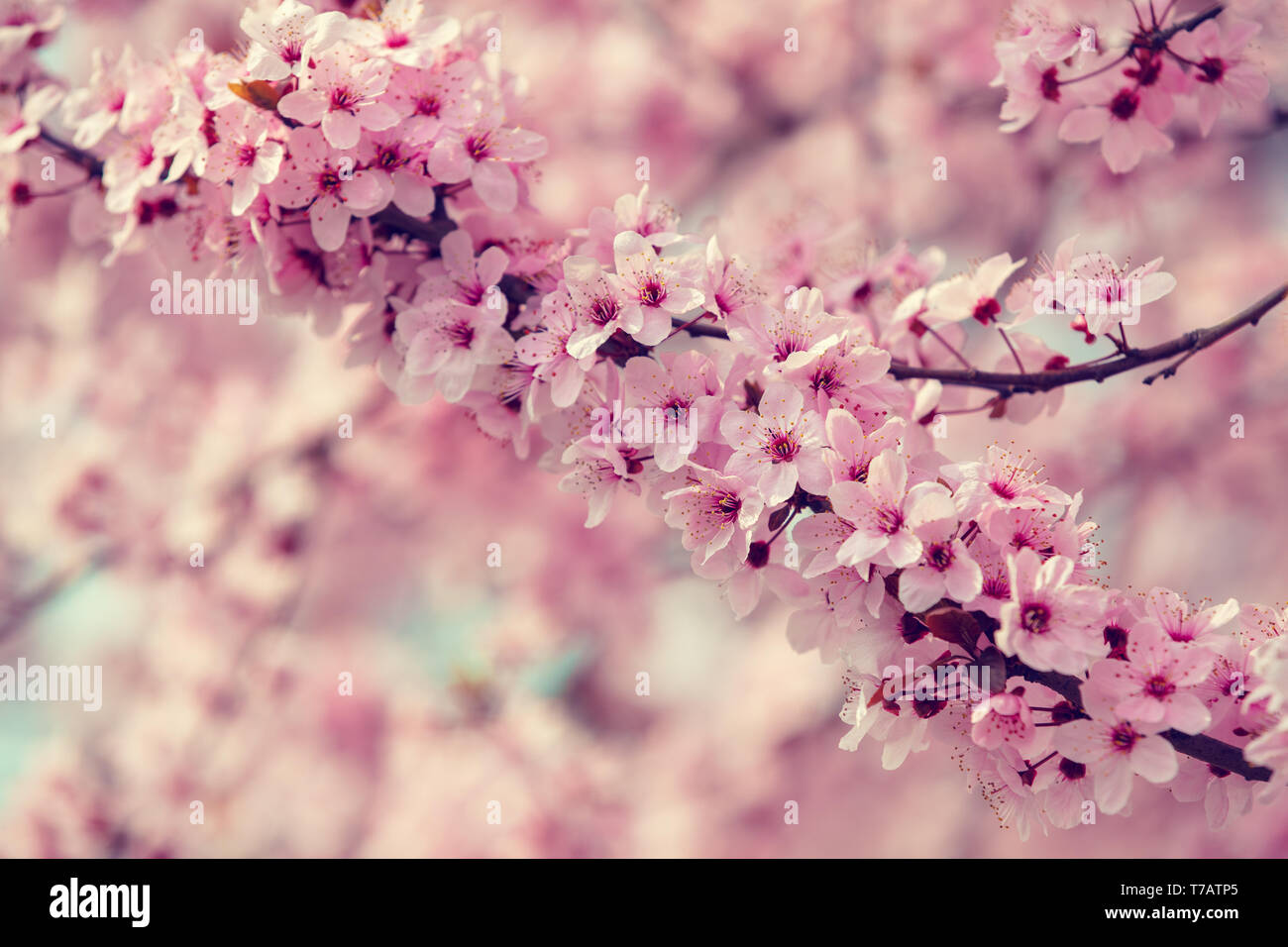 Branches of the flowering cherry tree. Natural spring background Stock ...