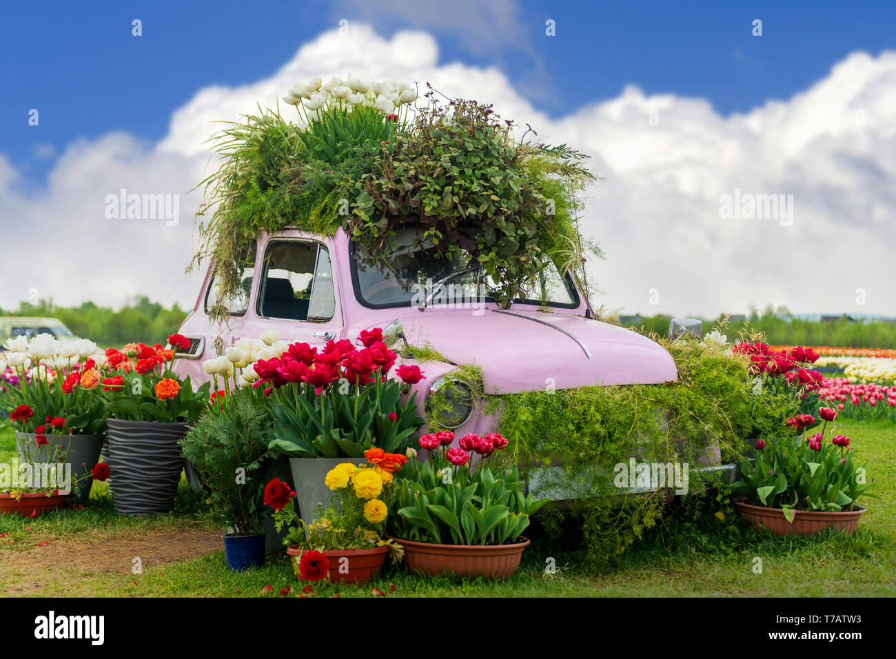 Wedding Car Flowers Decoration Stock Photos Wedding Car Flowers