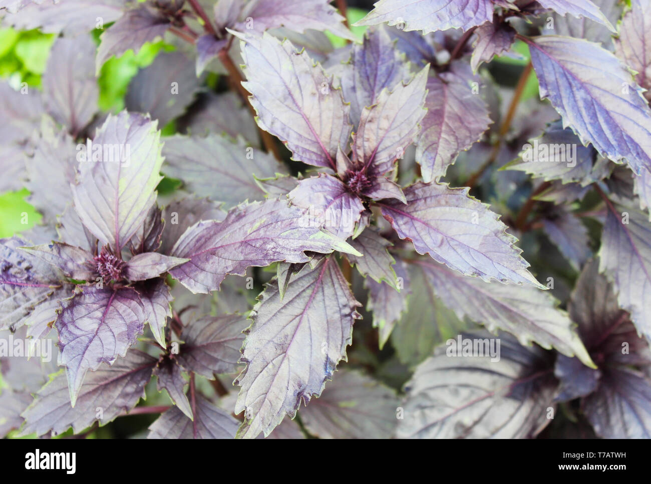Red basil leaves hi-res stock photography and images - Alamy