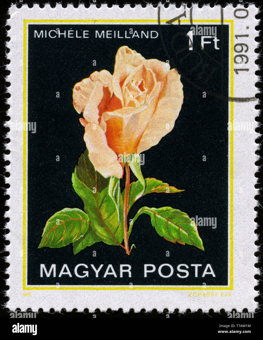 Postage stamp from Hungary in the Roses series issued in 1982 Stock Photo