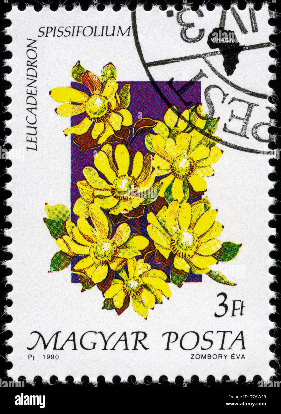 Postage stamp from Hungary in the Flora of Africa series issued in 1990 ...