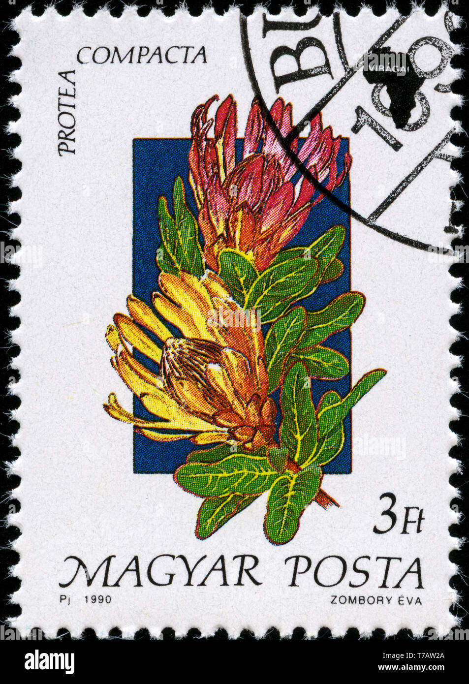Postage stamp from Hungary in the Flora of Africa series issued in 1990 ...