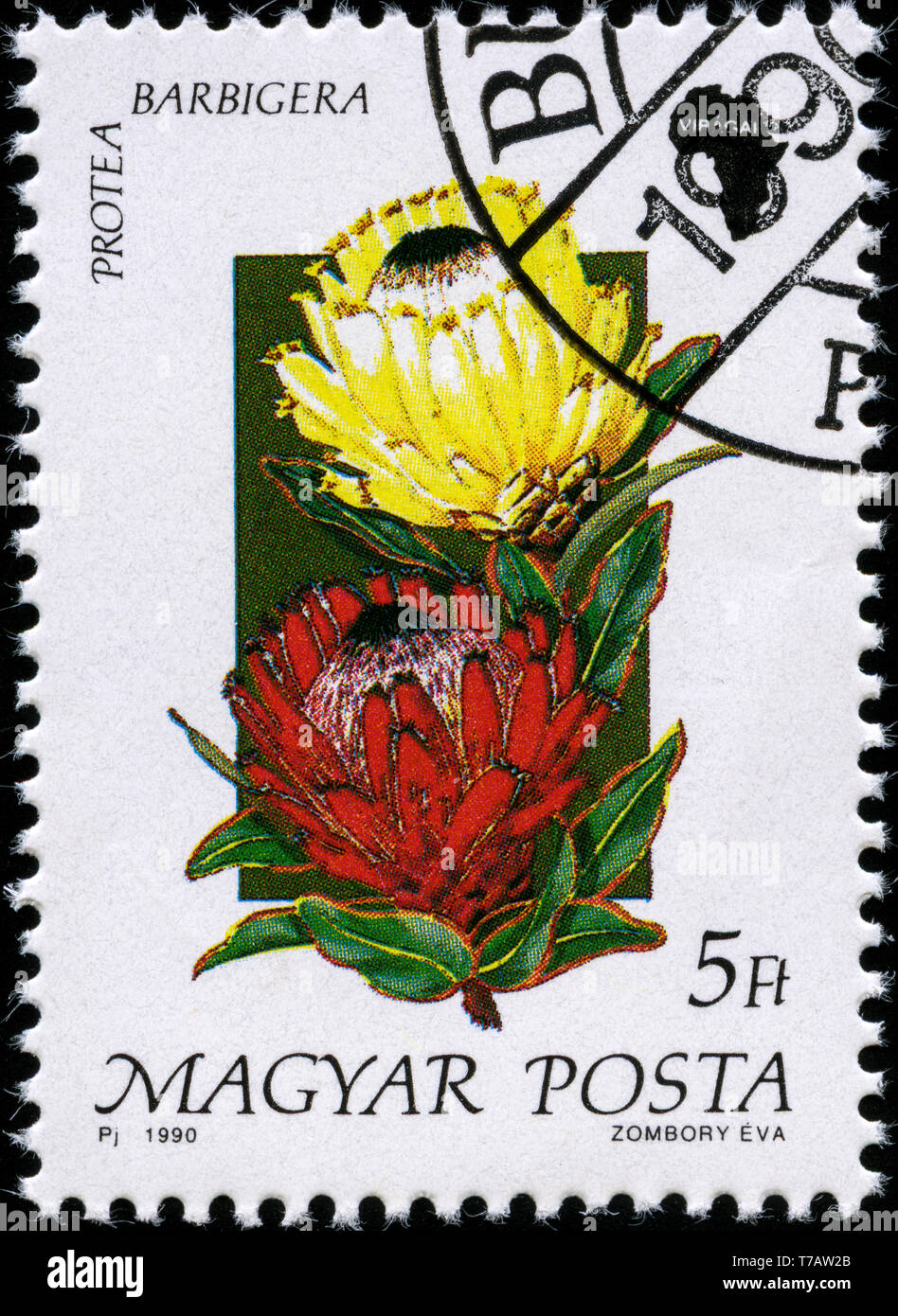 Postage stamp from Hungary in the Flora of Africa series issued in 1990 ...
