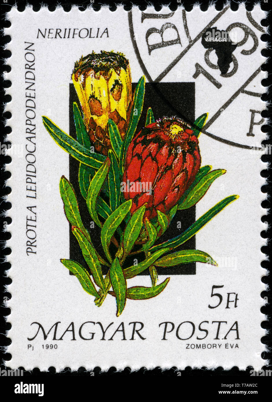Postage stamp from Hungary in the Flora of Africa series issued in 1990 ...
