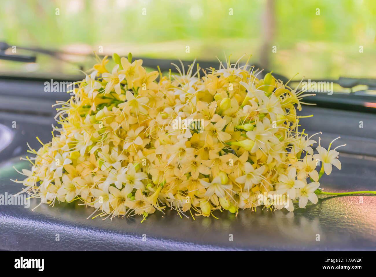 Soft blurred and soft focus of Fagraea fragrans, Loganiaceae, flower, on the front zone the car with natural light. Stock Photo