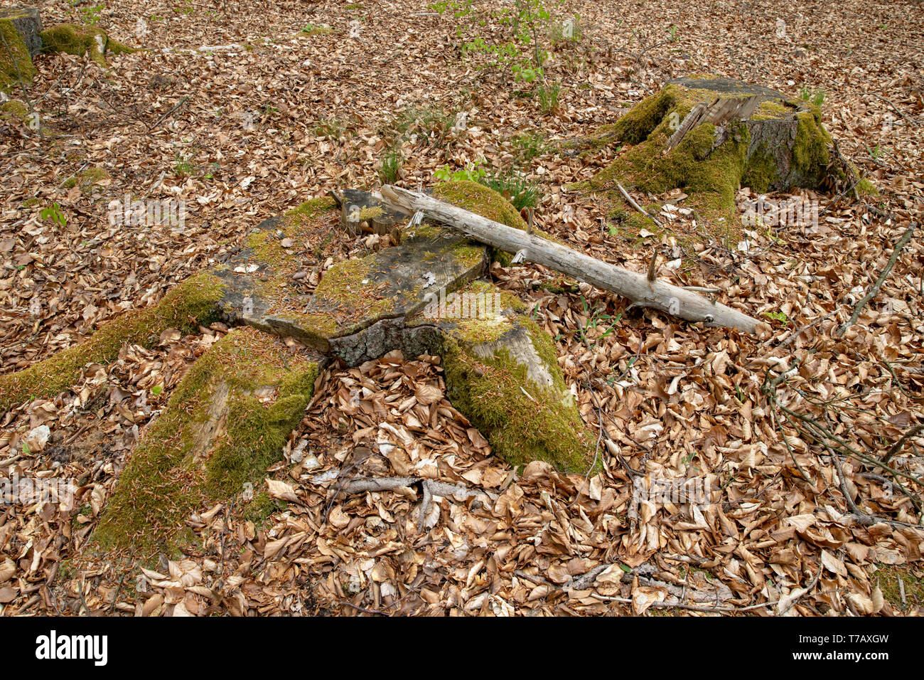 Old overgrown beech trees hi-res stock photography and images - Alamy