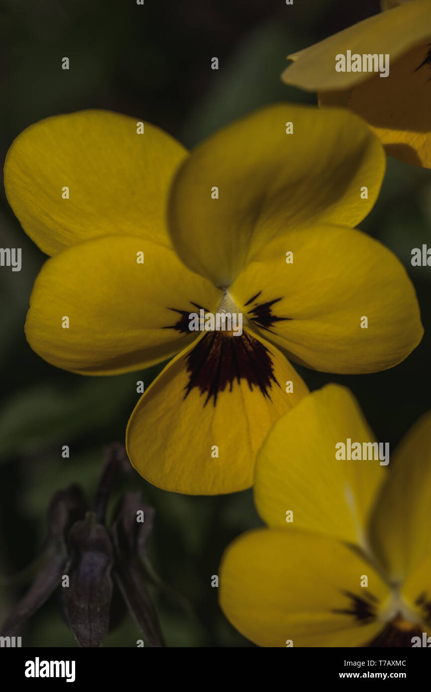 Detailed macro shot of yellow violet flower, summer Stock Photo