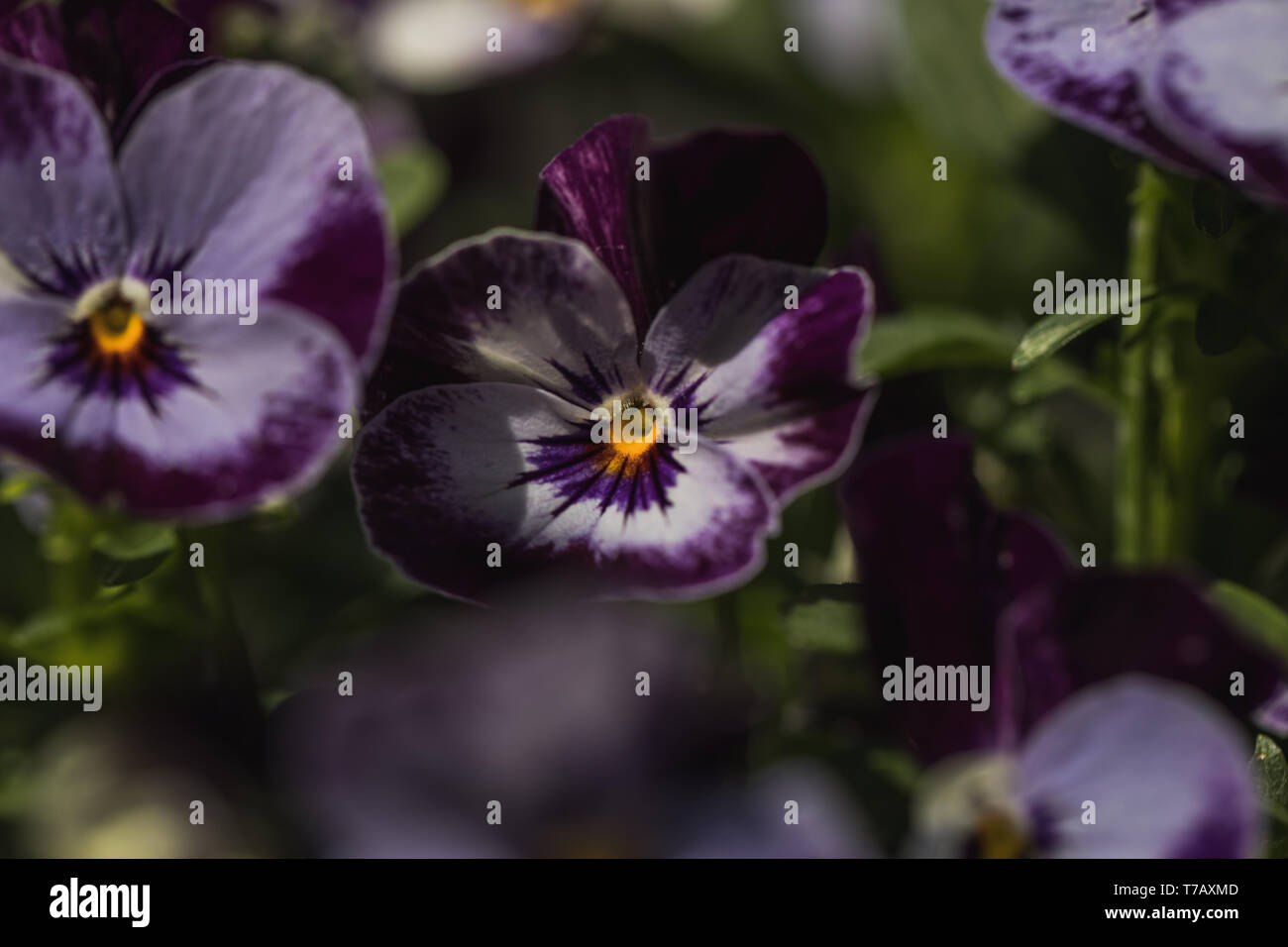 Detailed macro shot of purple violet flower, summer Stock Photo