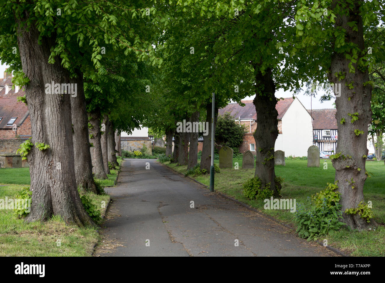 An avenue of Lime trees, St Lawrence's churchyard, Evesham, Worcestershire, England, UK Stock Photo