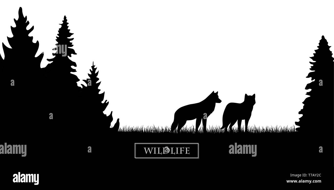 two wildlife wolves silhouette in the forest on the meadow black and white vector illustration EPS10 Stock Vector