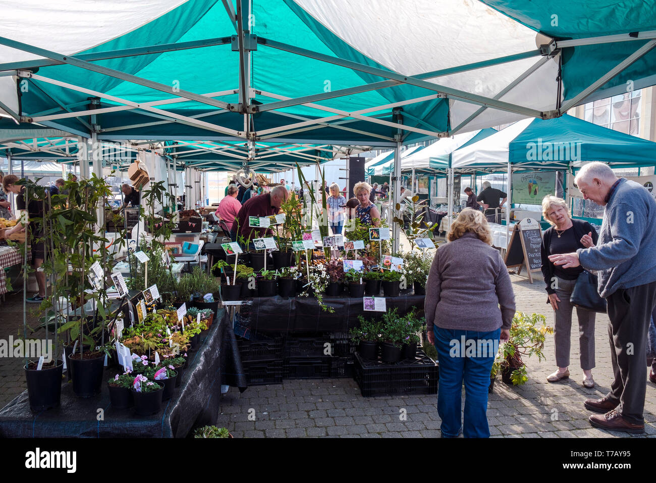 Customers at a plant stall in a farmers market in Truro City centre in Cornwall. Stock Photo