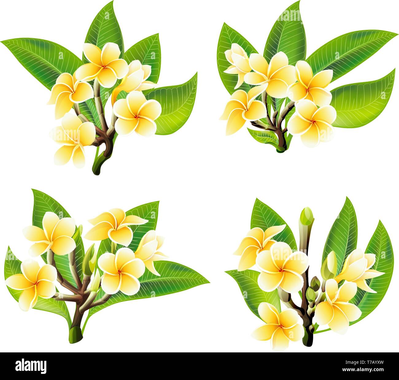 White and yellow Plumeria Flowers in realistic style on white background Stock Vector