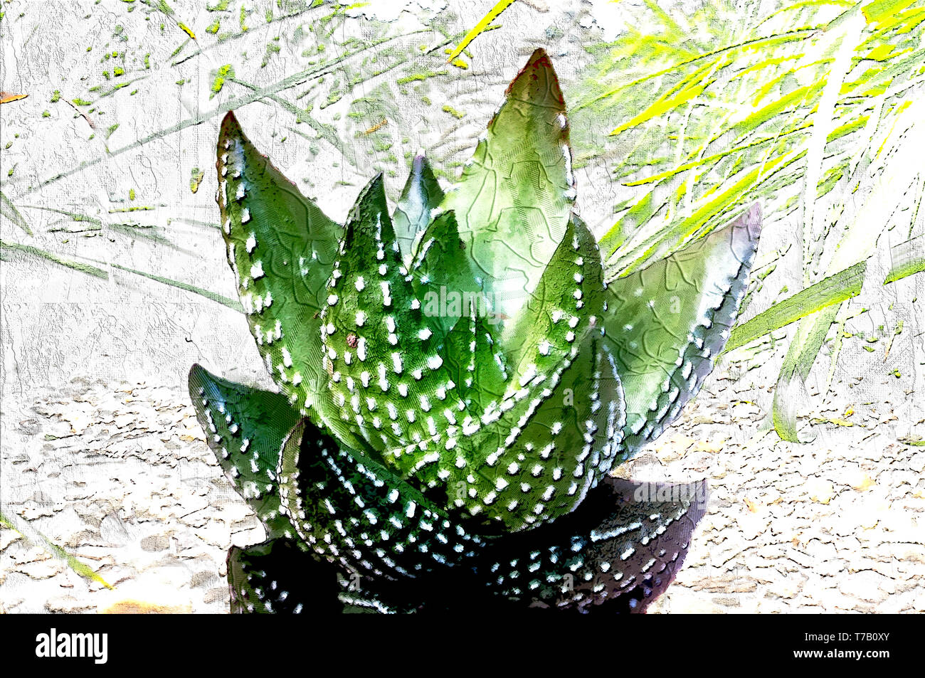 Digitally enhanced image of a Haworthia reinwardtii (Zebra Wart), showing its rosette of succulent and stiff leaves with thorns. The juice of the leav Stock Photo