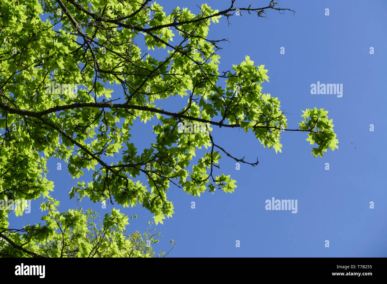 Ahorn Baum, mit frischen Blättern und Trieben, im Frühjahr Stock Photo