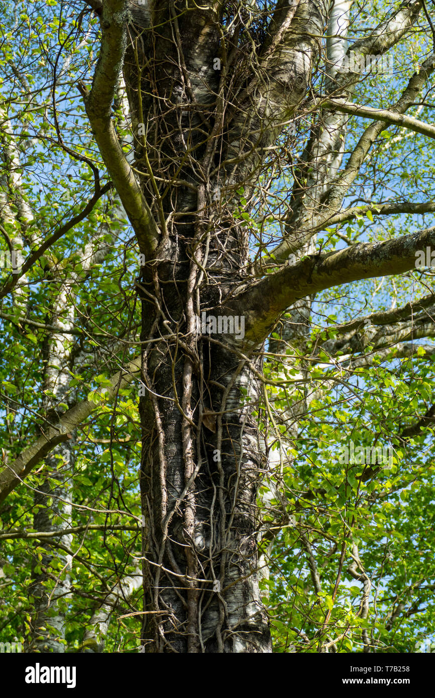 Birke, alter Baum, Stamm umschlungen von Efeu und Lianen Stock Photo