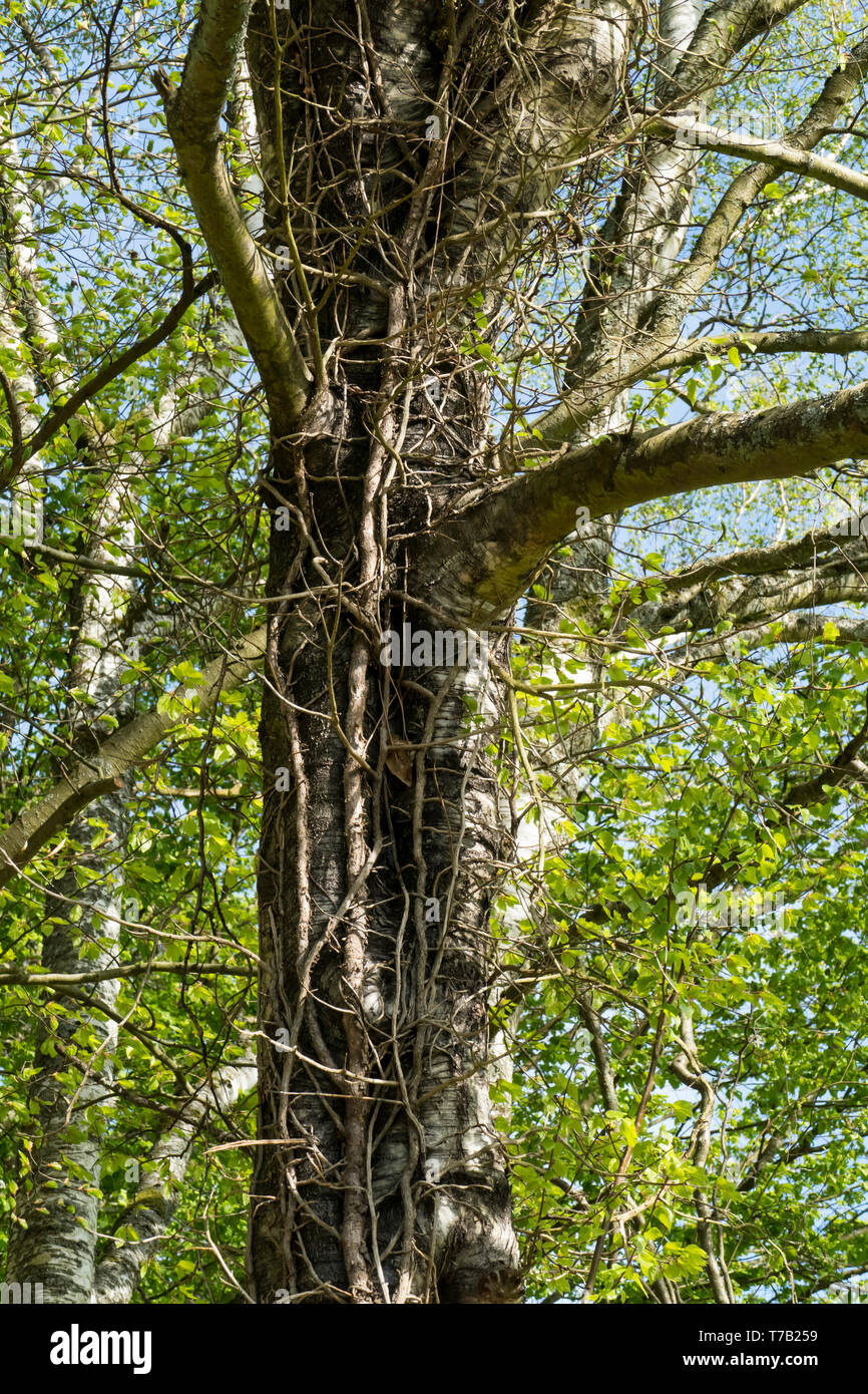 Birke, alter Baum, Stamm umschlungen von Efeu und Lianen Stock Photo