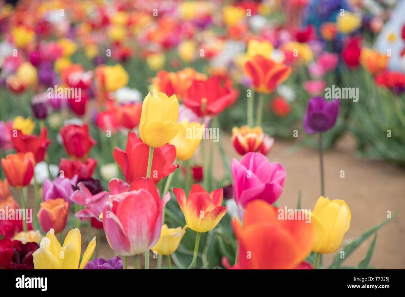 Flower beds with colorful tulips - Image Stock Photo - Alamy