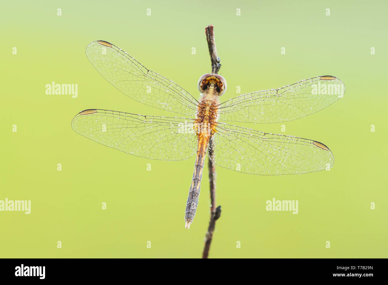 A dew-covered immature male Little Blue Dragonlet (Erythrodiplax minuscula) waits for the sun to heat up wings in the early morning. Stock Photo