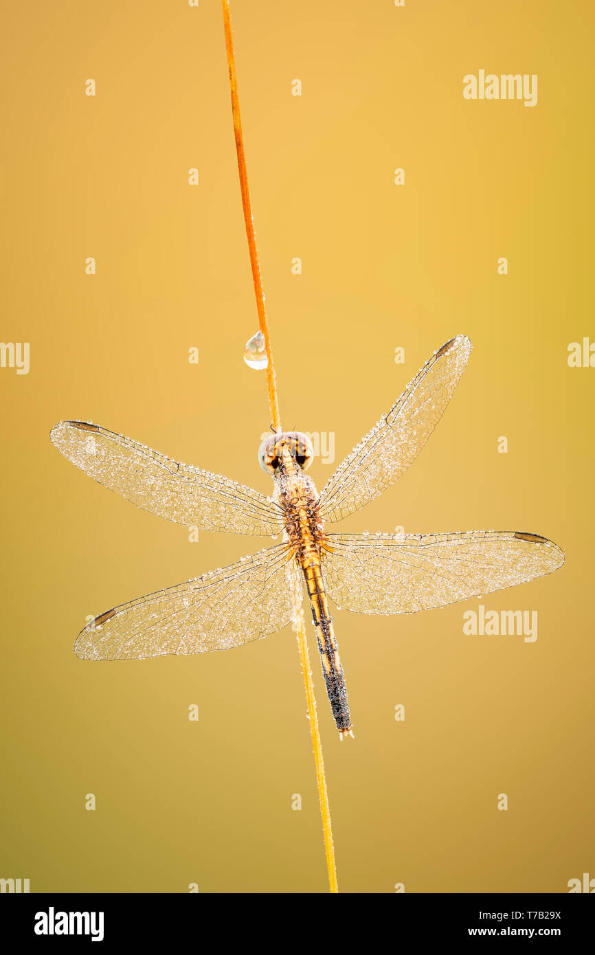 A dew-covered female Little Blue Dragonlet (Erythrodiplax minuscula) clings to vegetation while warming up in the early morning. Stock Photo