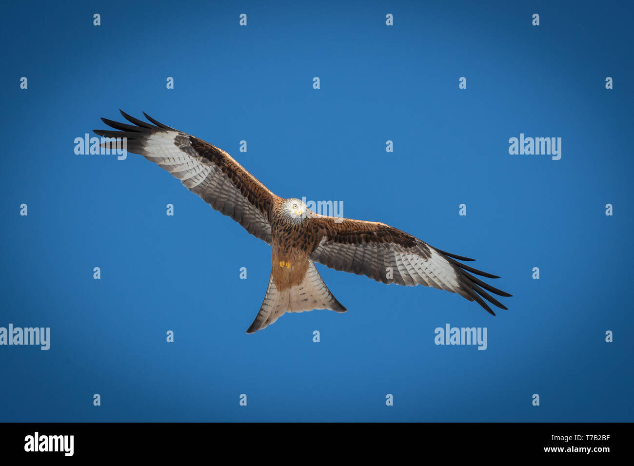 Red kite flying overhead on a clear blue sky Stock Photo