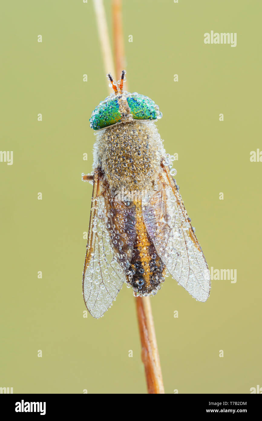 A female Horse Fly (Tabanus sp.) perches on its overnight roost in the early morning, covered in dew. Stock Photo