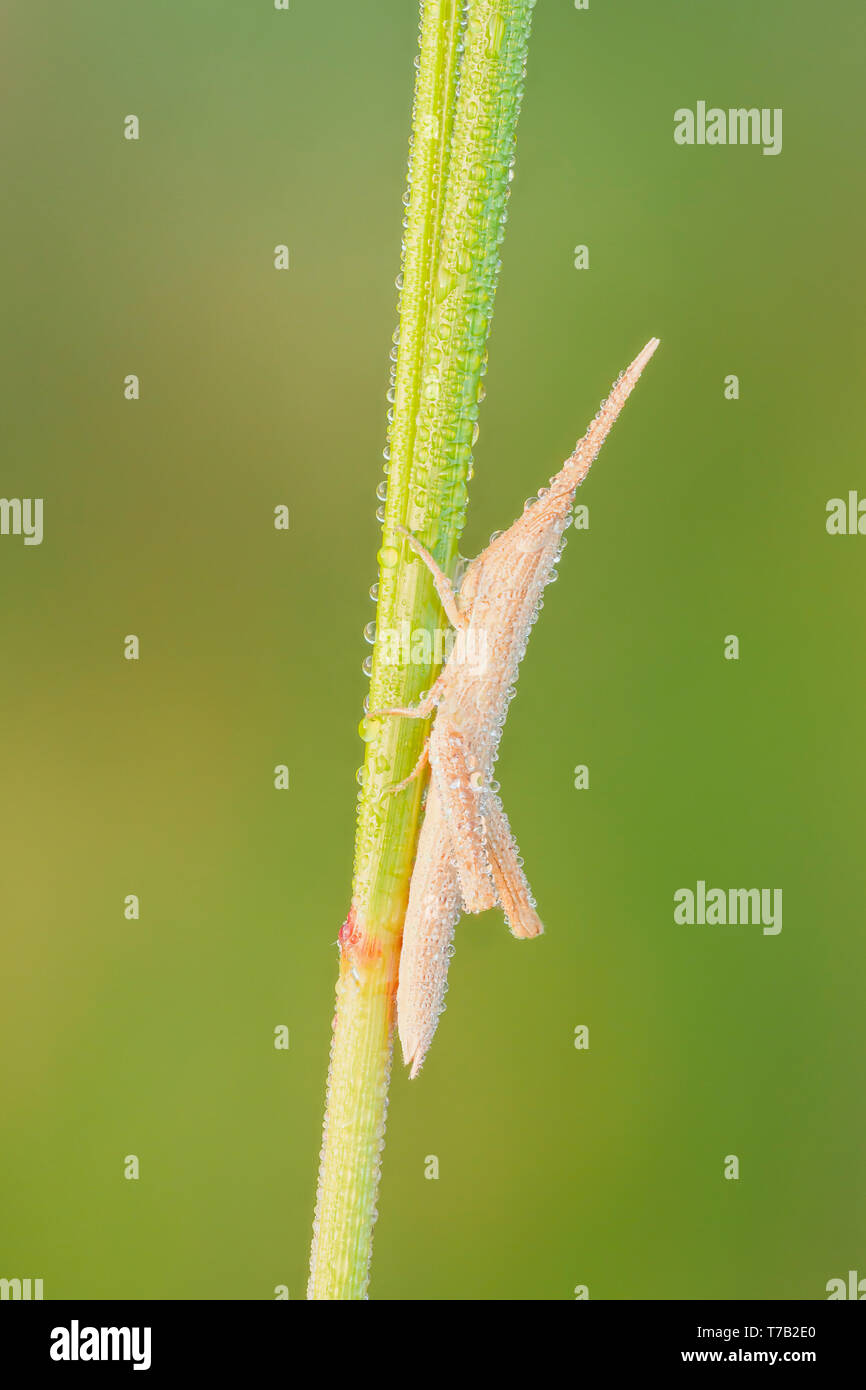 A slender dew-covered immature Toothpick Grasshopper (Mermiria Group) perches on a vegetation. Stock Photo