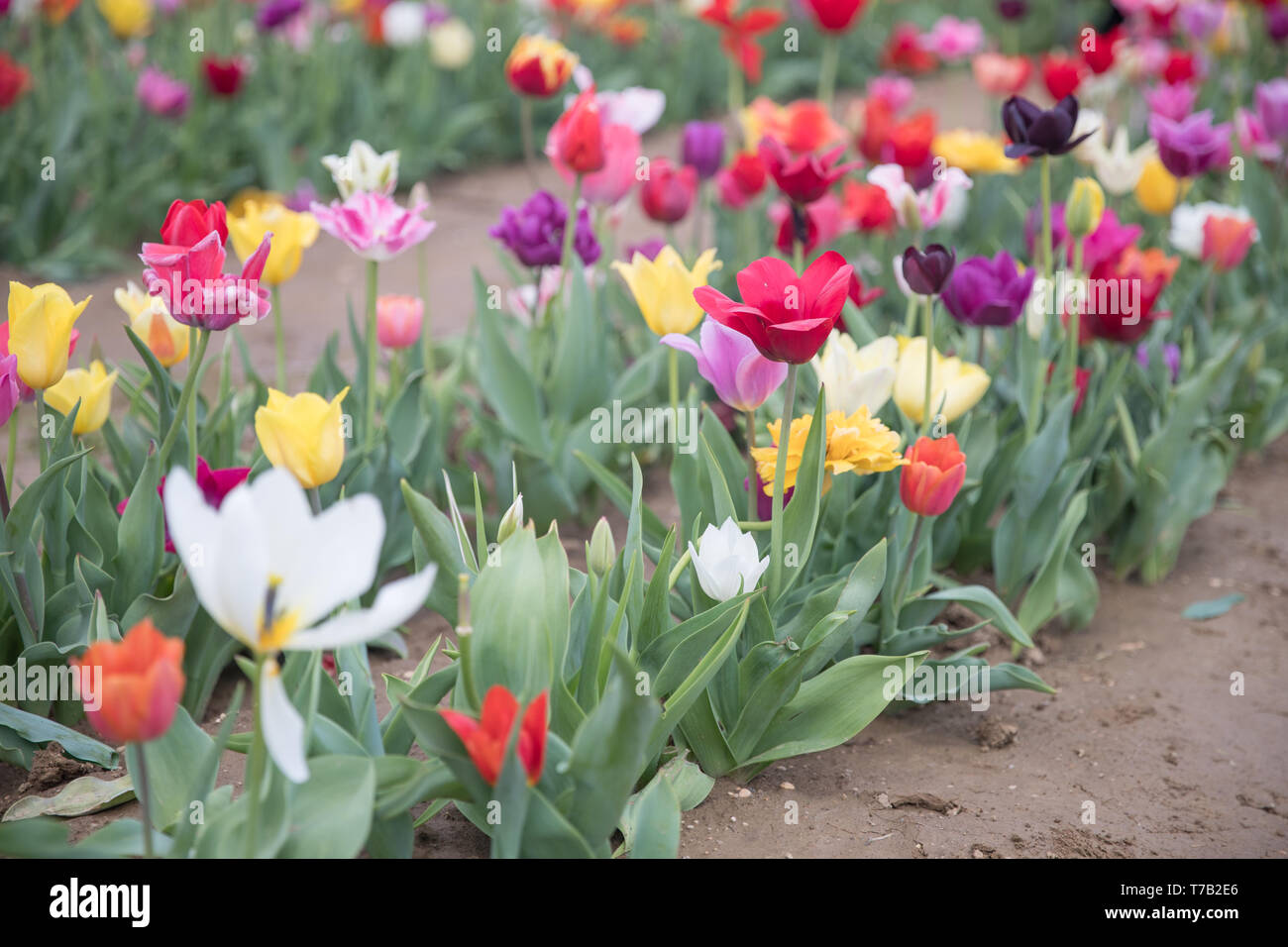 Flower beds with colorful tulips - Image Stock Photo - Alamy