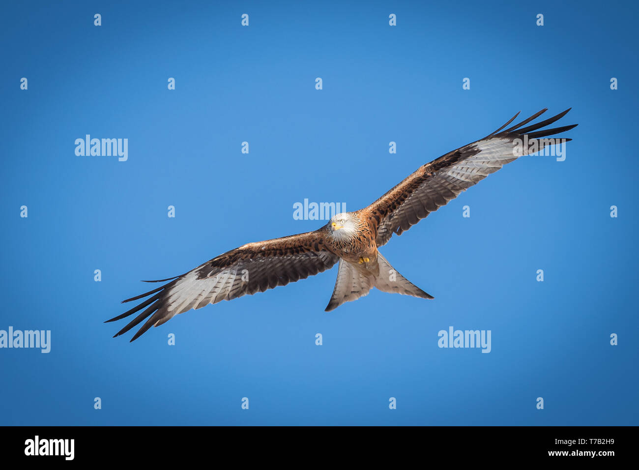 Red kite flying overhead on a clear blue sky Stock Photo