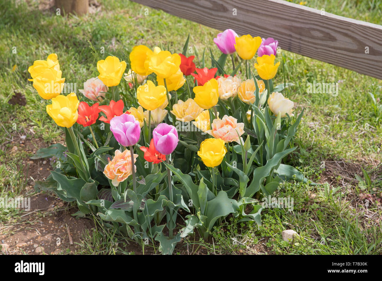 Flower beds with colorful tulips - Image Stock Photo - Alamy