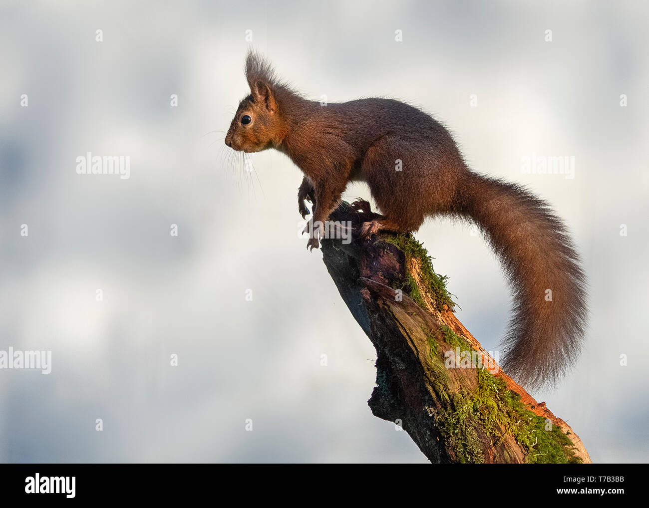 Red squirrel Stock Photo