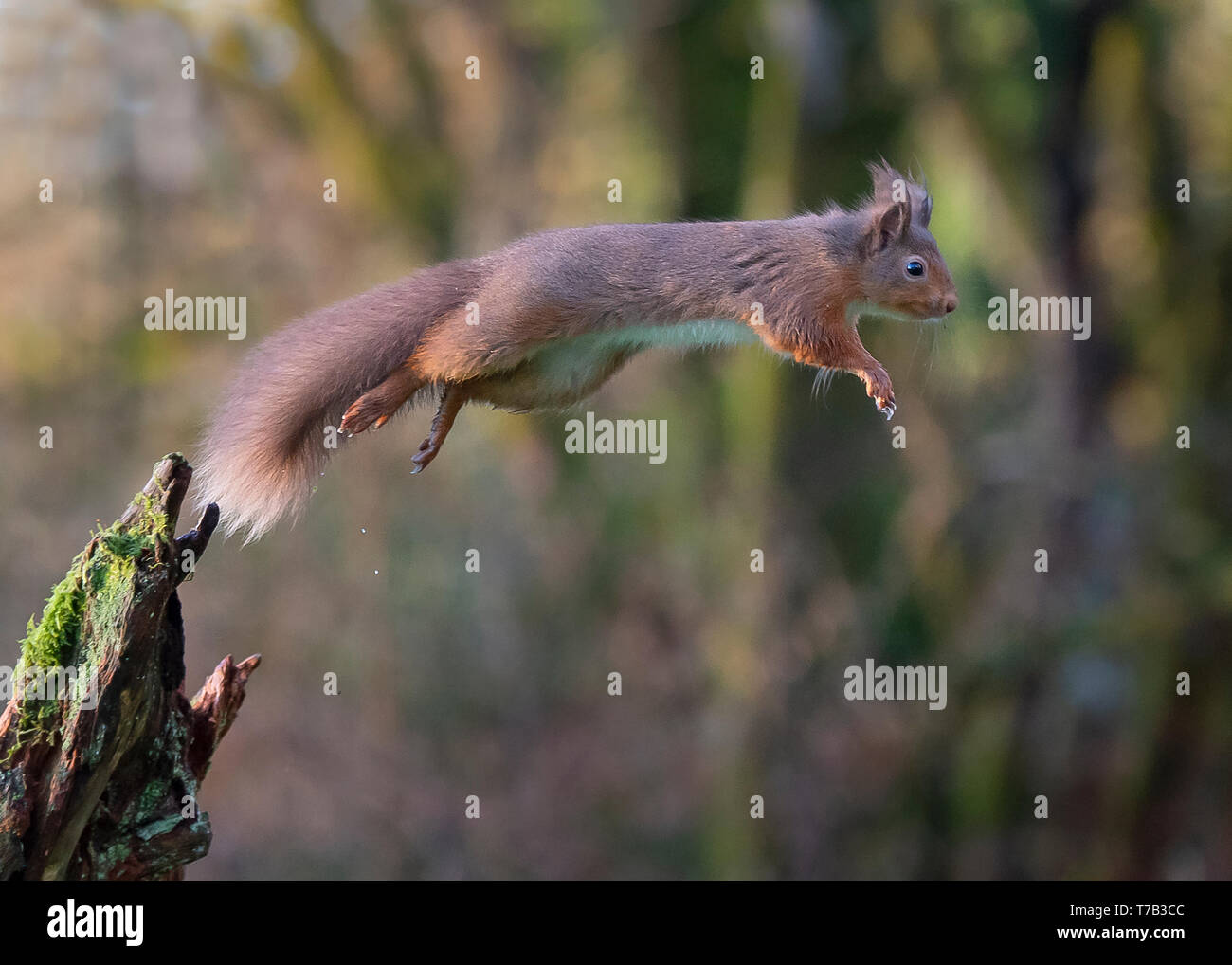 Red squirrel Stock Photo