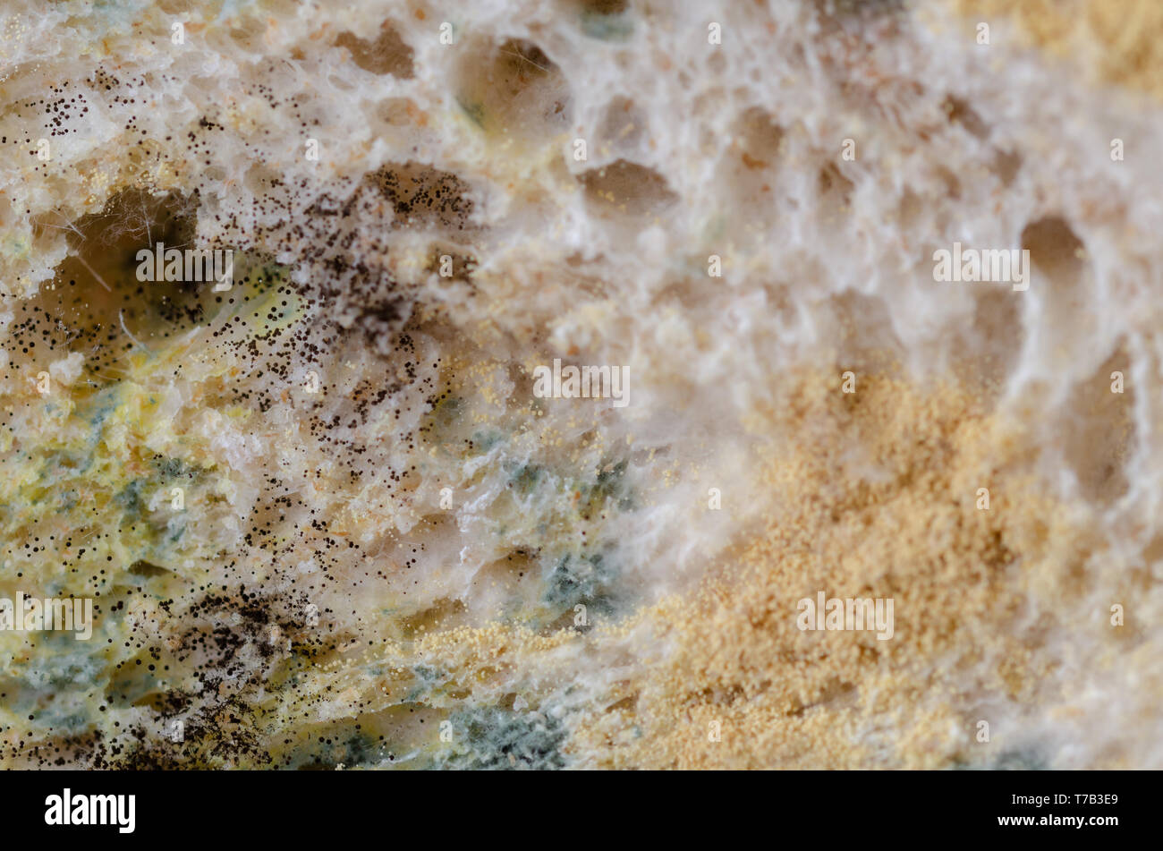 Moldy bread slices close up. .Moldy inedible food. Stock Photo