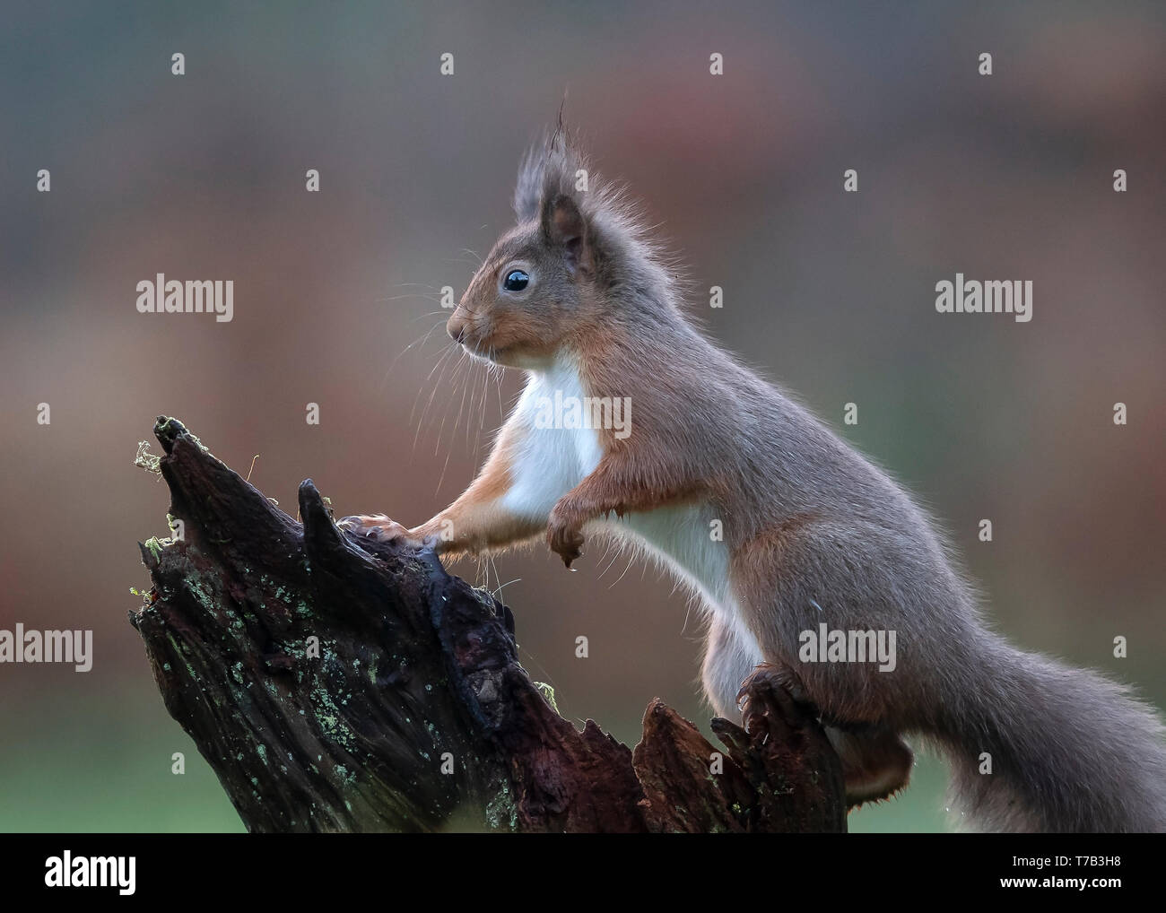 Red squirrel Stock Photo