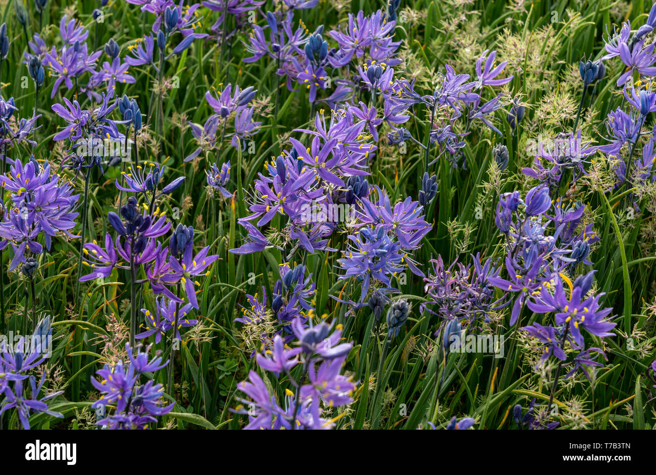 Camas flowers in the Garry Oak ecosystem in Uplands Park in Oak Bay