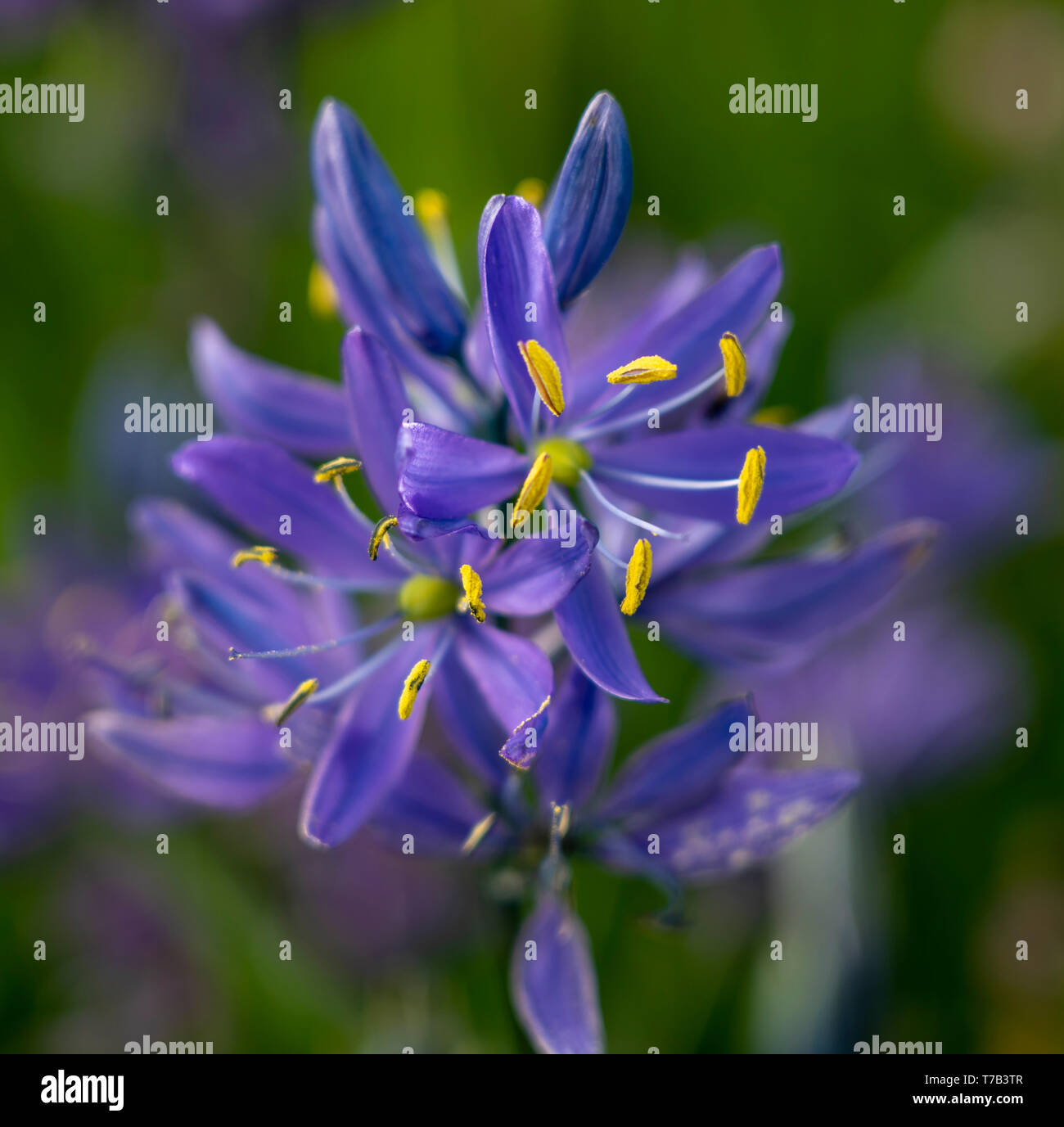 Camas flowers in the Garry Oak ecosystem in Uplands Park in Oak Bay