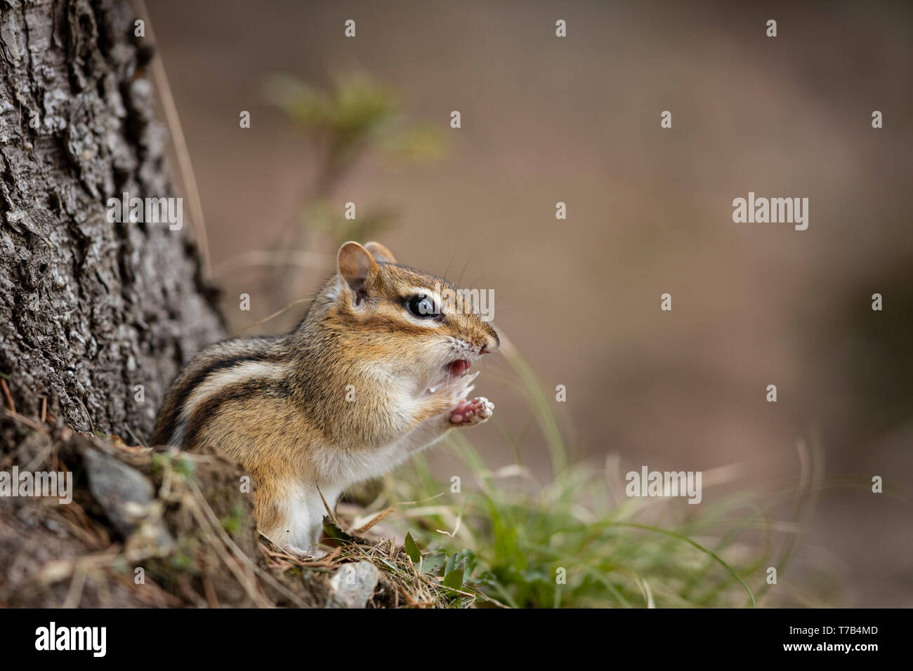 MAYNOOTH, ONTARIO, CANADA - April 29, 2019: A chipmunk (Tamias), part of the Sciuridae family forages for food.  ( Ryan Carter ) Stock Photo