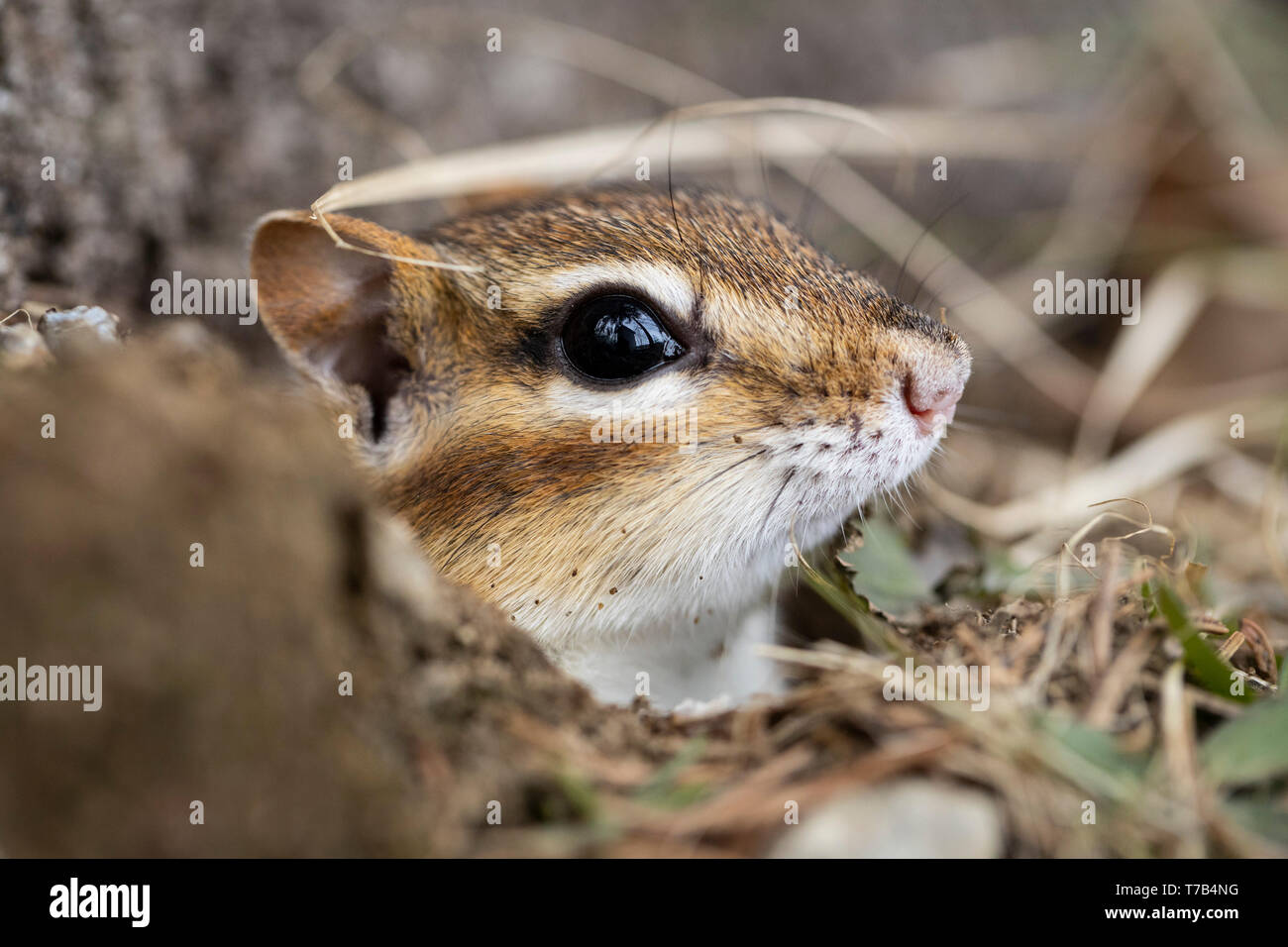 MAYNOOTH, ONTARIO, CANADA - April 30, 2019: A chipmunk (Tamias), part of the Sciuridae family forages for food. ( Ryan Carter ) Stock Photo