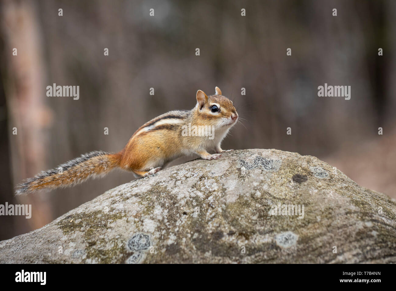 MAYNOOTH, ONTARIO, CANADA - April 30, 2019: A chipmunk (Tamias), part of the Sciuridae family forages for food. ( Ryan Carter ) Stock Photo
