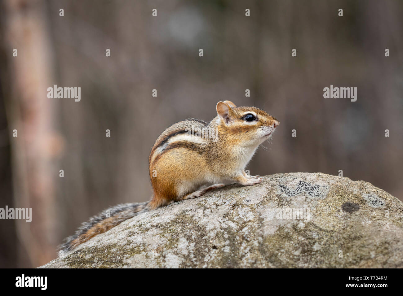 MAYNOOTH, ONTARIO, CANADA - April 30, 2019: A chipmunk (Tamias), part of the Sciuridae family forages for food.  ( Ryan Carter ) Stock Photo