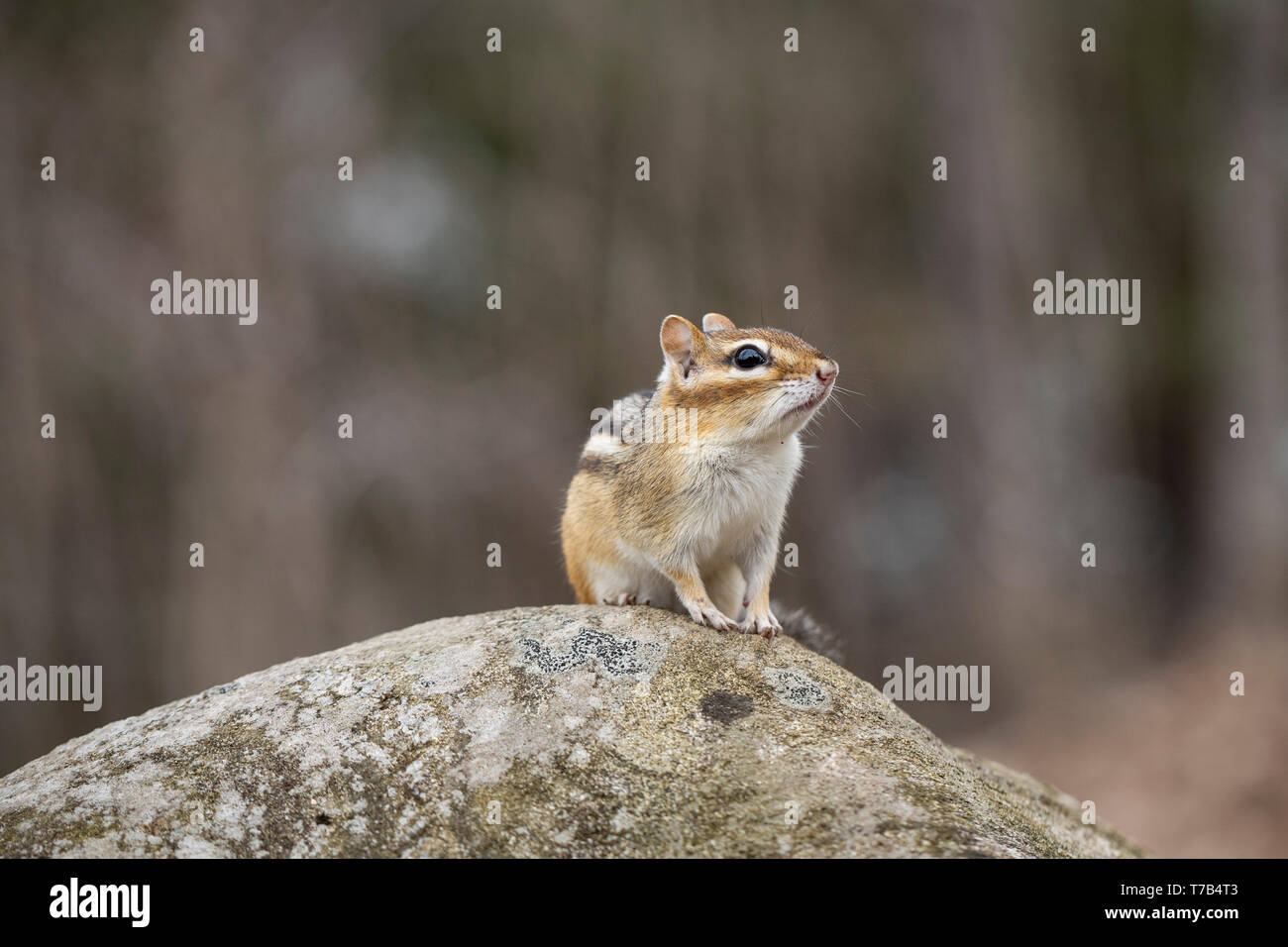 MAYNOOTH, ONTARIO, CANADA - April 30, 2019: A chipmunk (Tamias), part of the Sciuridae family forages for food.  ( Ryan Carter ) Stock Photo