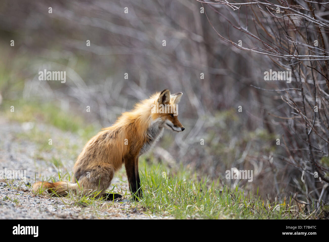 MAYNOOTH, ONTARIO, CANADA May 04, 2019 A red fox (Vulpes Vulpes